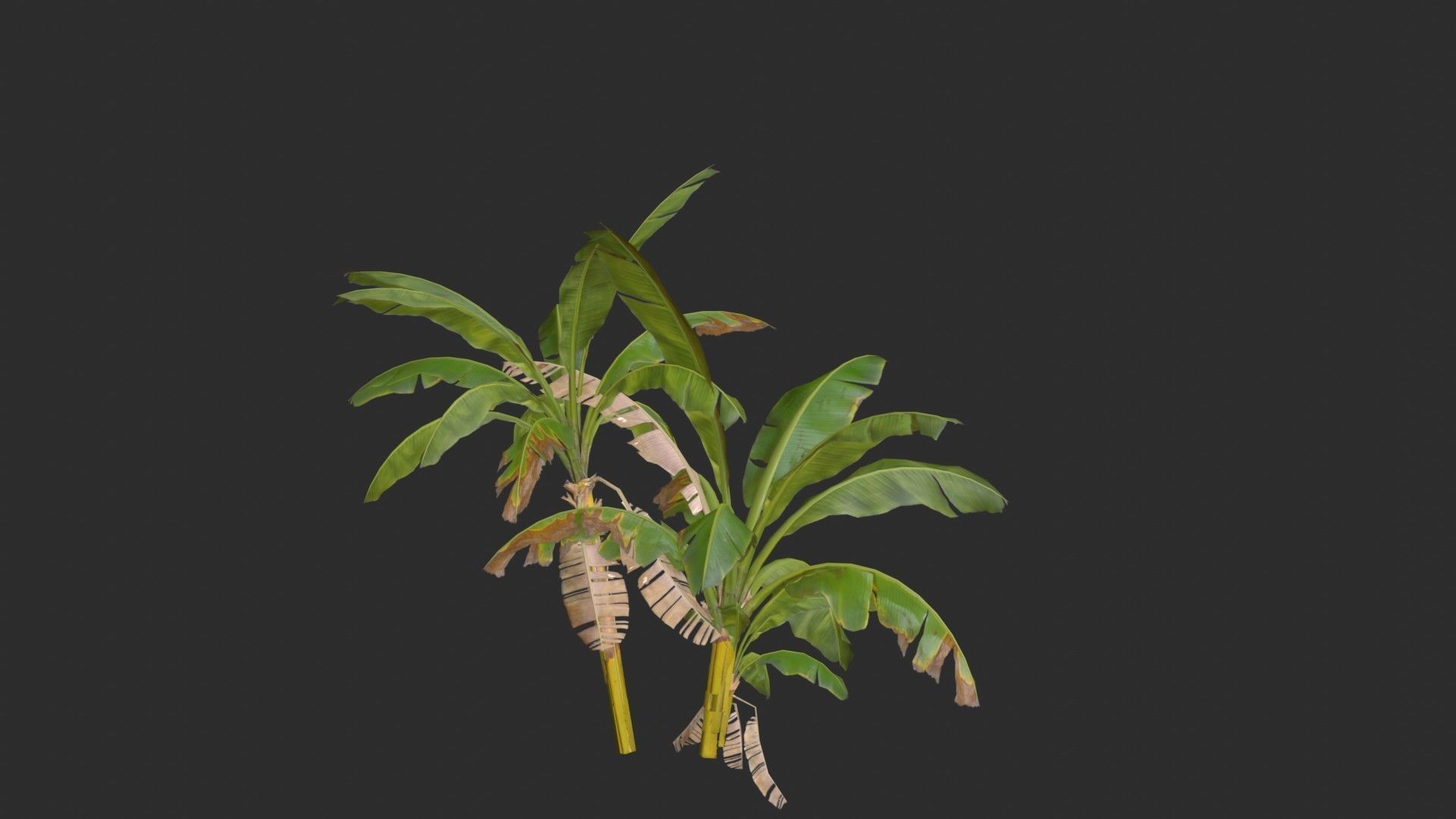 Banana Trees Collection _43