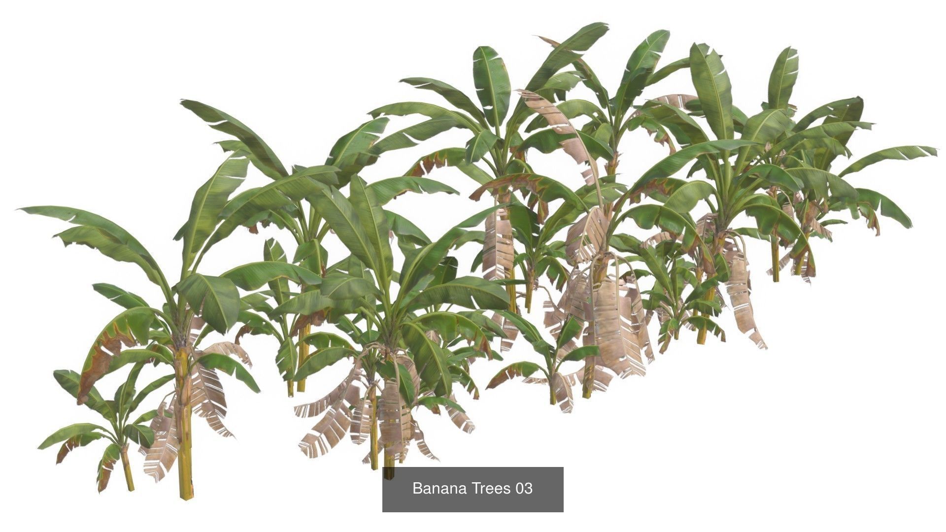 Banana Trees Collection _4