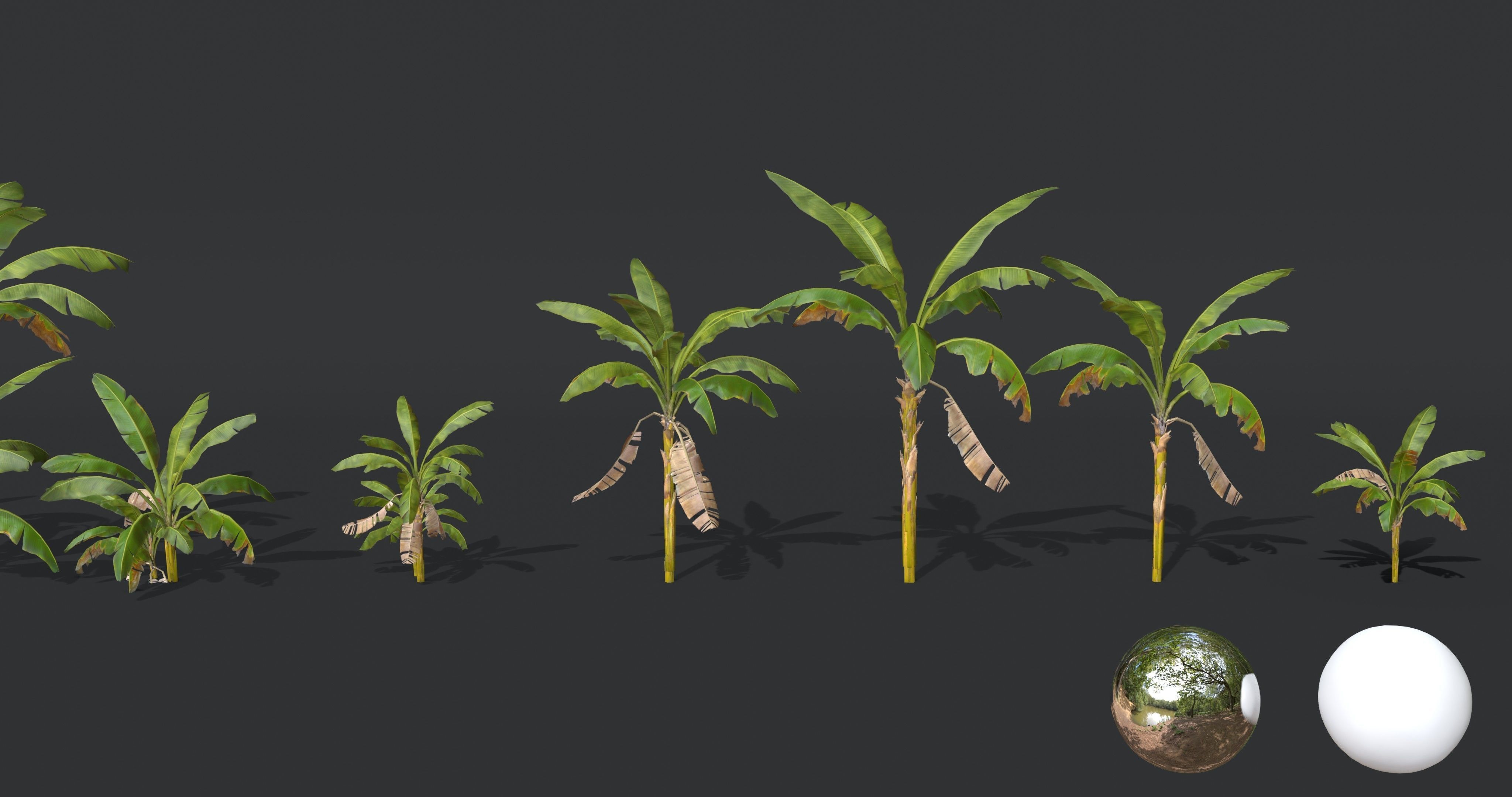 Banana Trees Collection _12