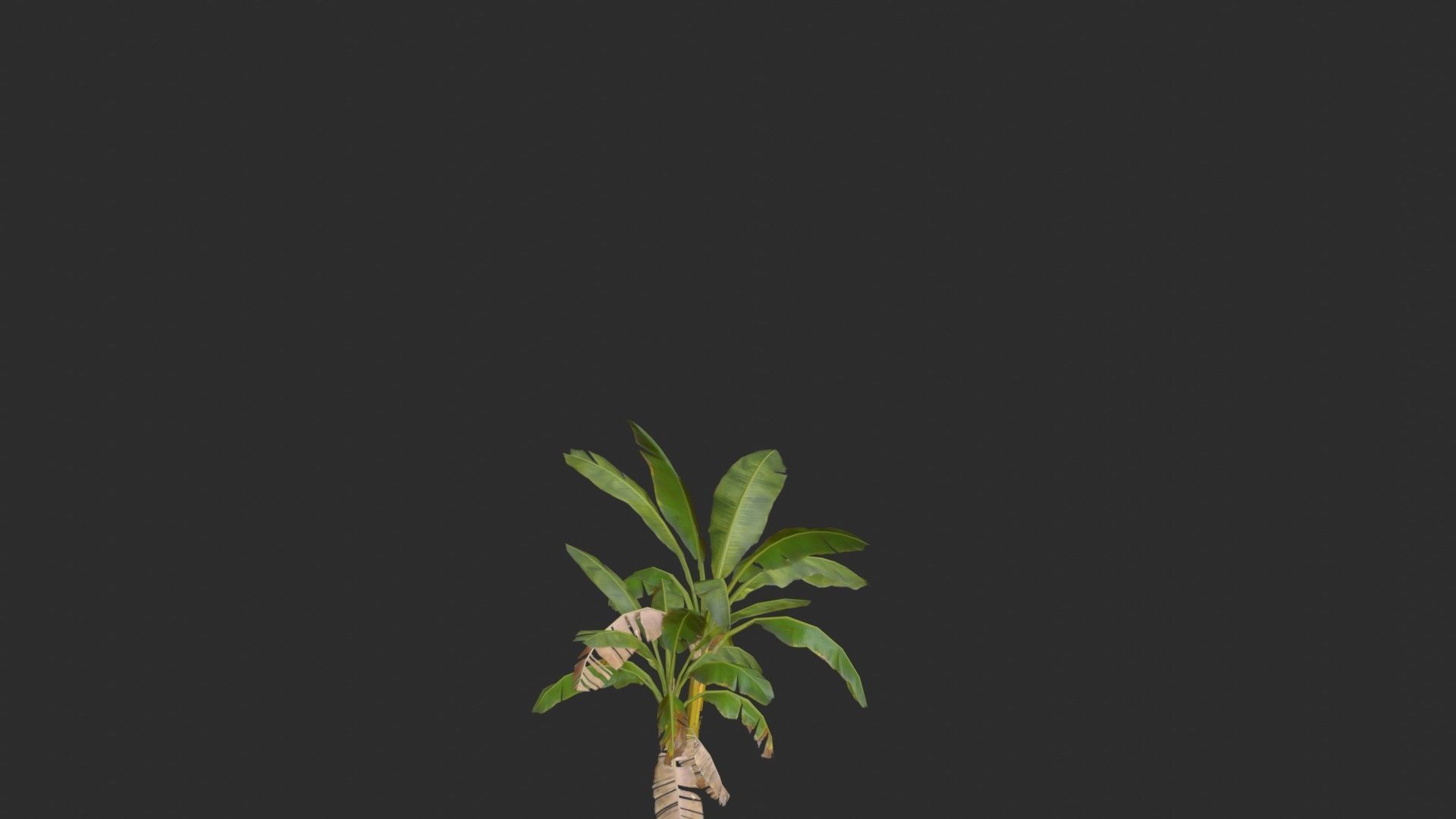 Banana Trees Collection _41