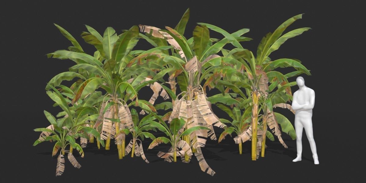 Banana Trees Collection _11