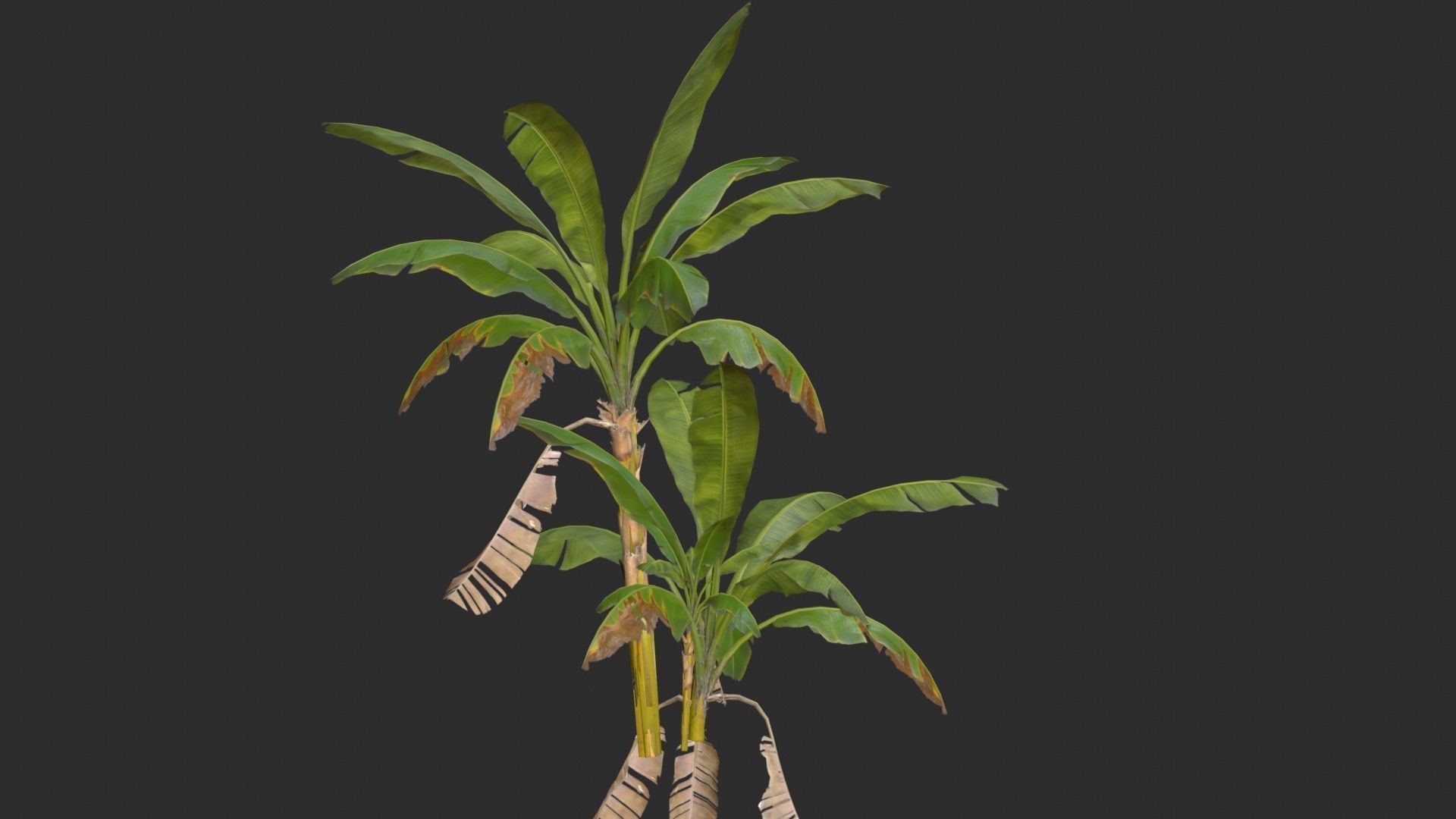 Banana Trees Collection _39