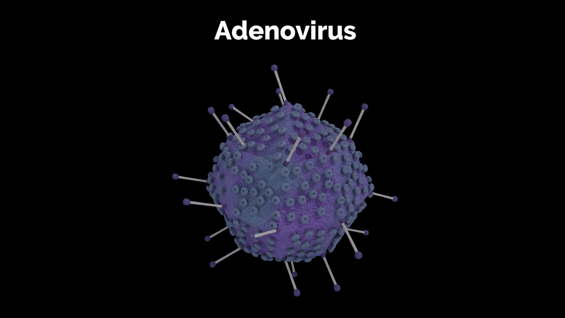 Adenovirus corona virus Low-poly 3D model_1