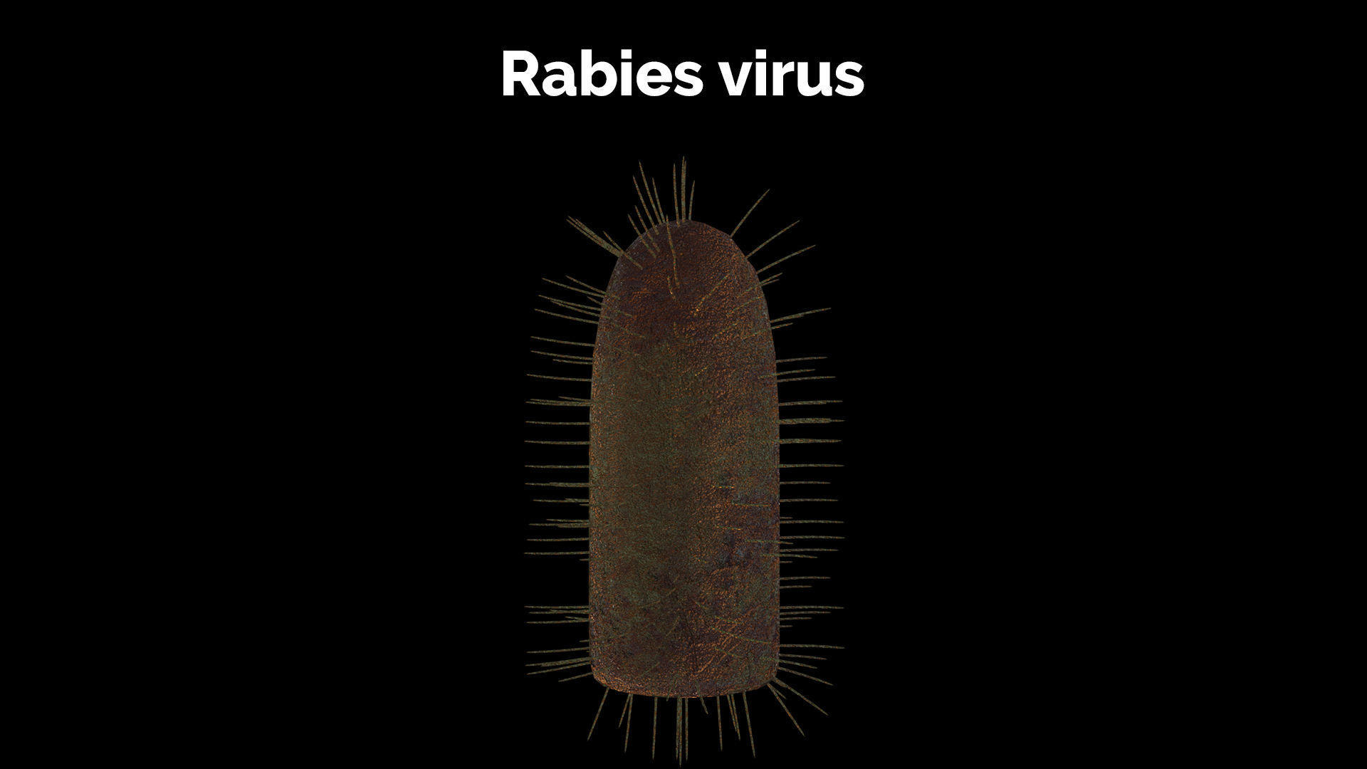 Rabies virus Low-poly 3D model_3