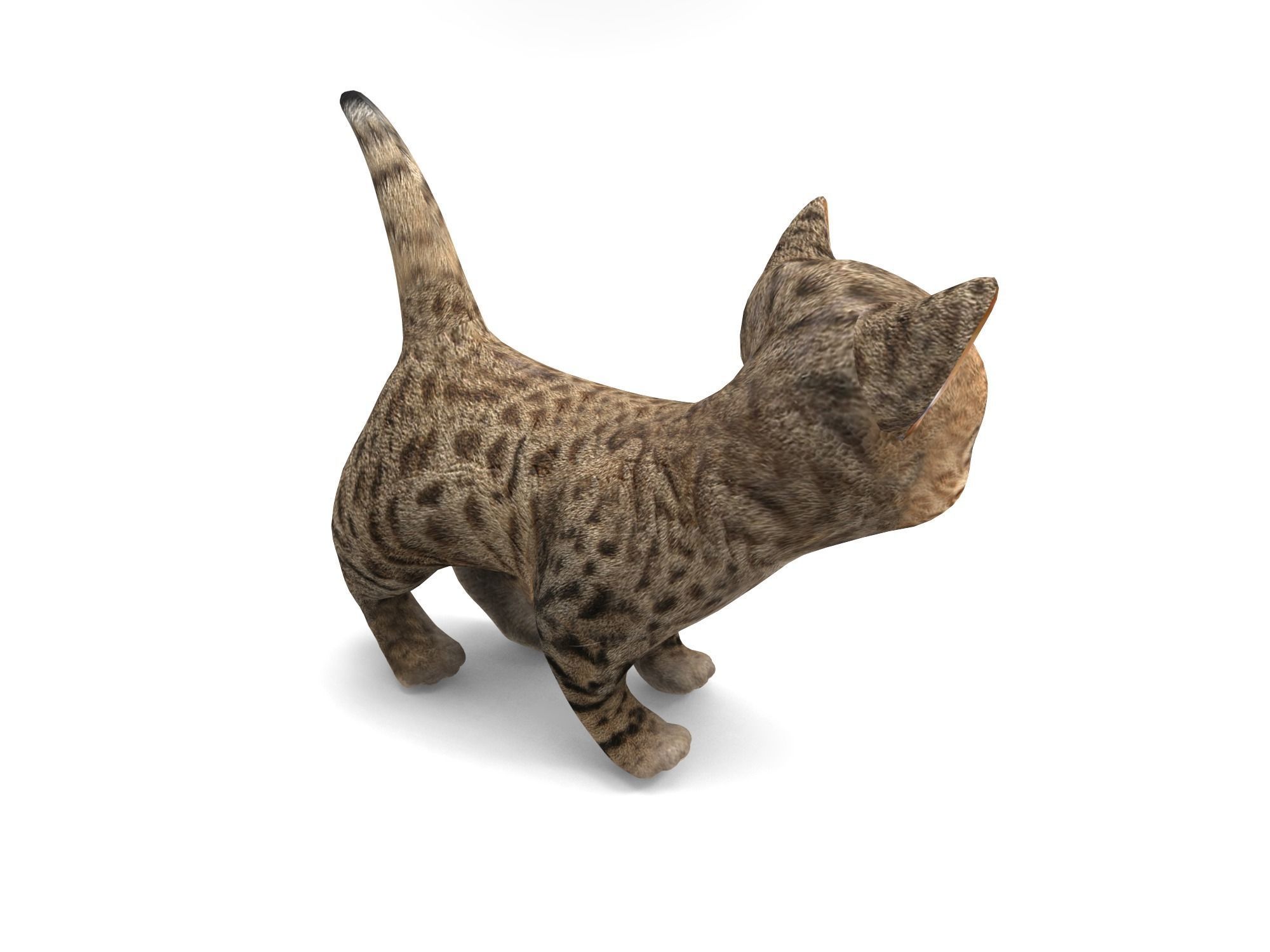 Cute Cartoon Cat Animated Low-poly 3D model_6