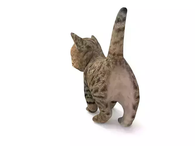 Cute Cartoon Cat Animated