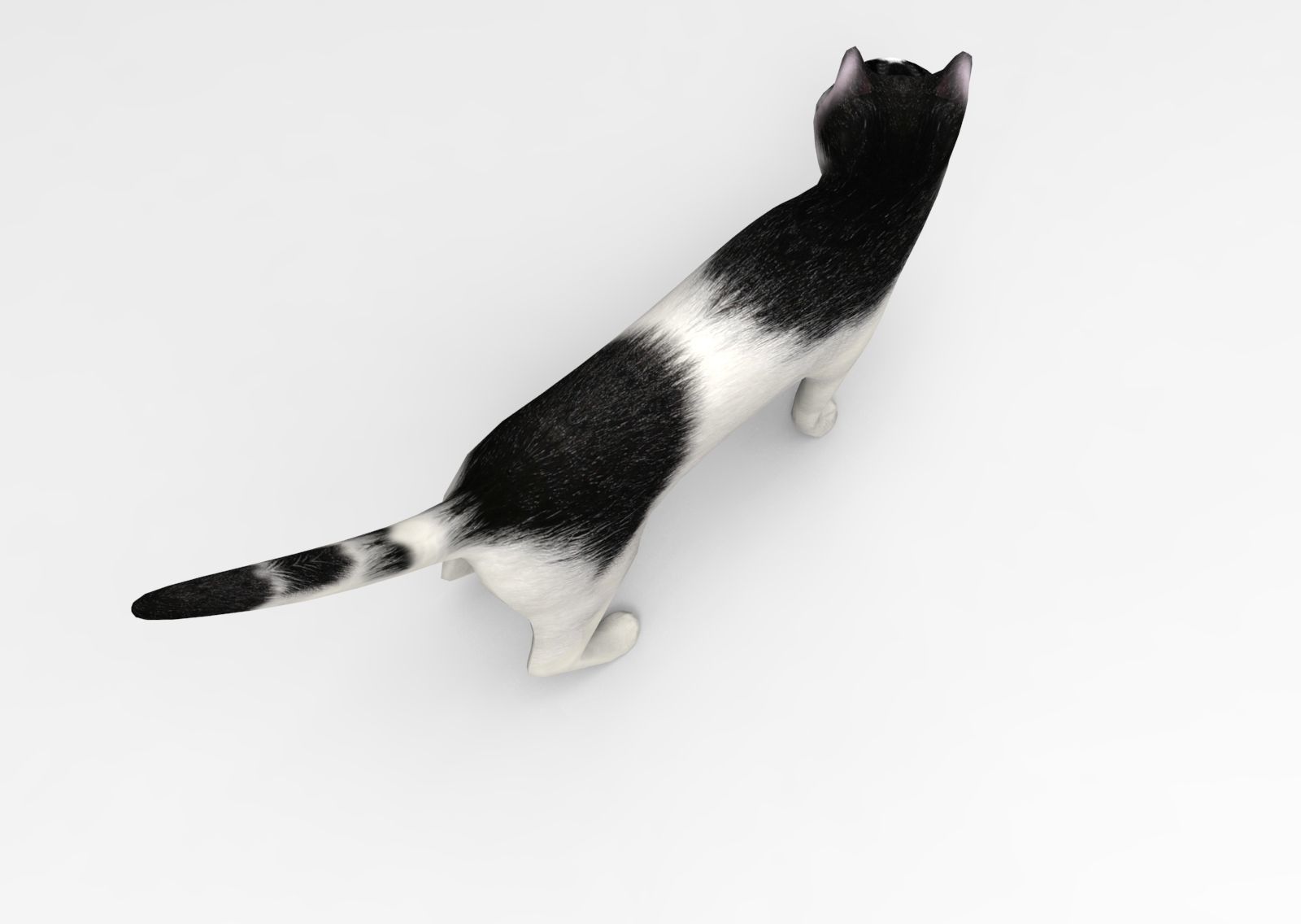 3D Cat animated Model low poly  Low-poly 3D model_6