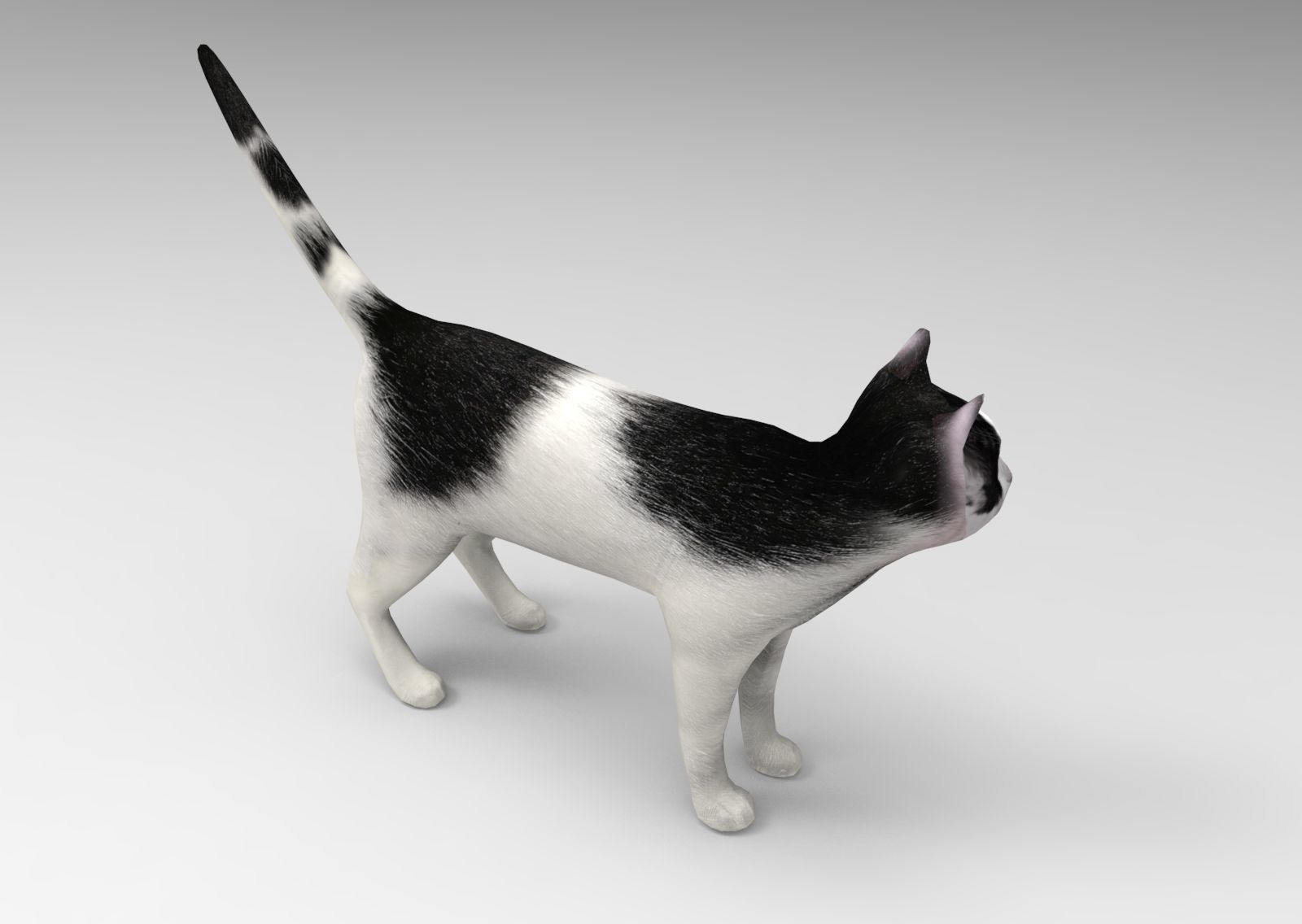3D Cat animated Model low poly  Low-poly 3D model_5