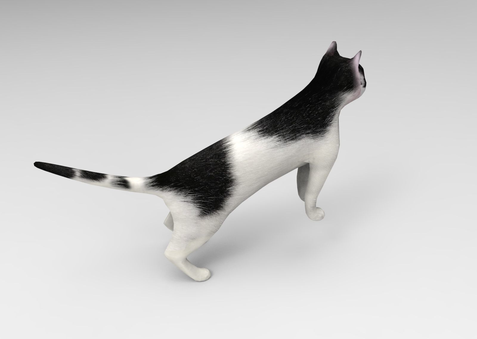 3D Cat animated Model low poly  Low-poly 3D model_7