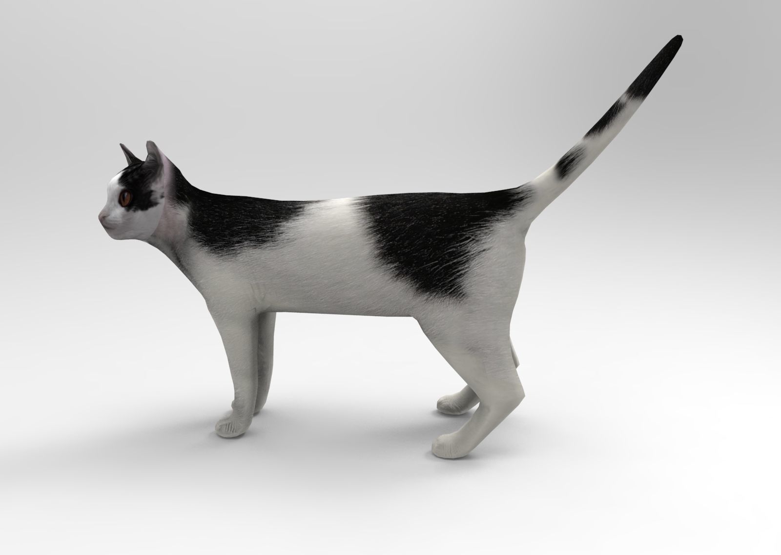 3D Cat animated Model low poly  Low-poly 3D model_4