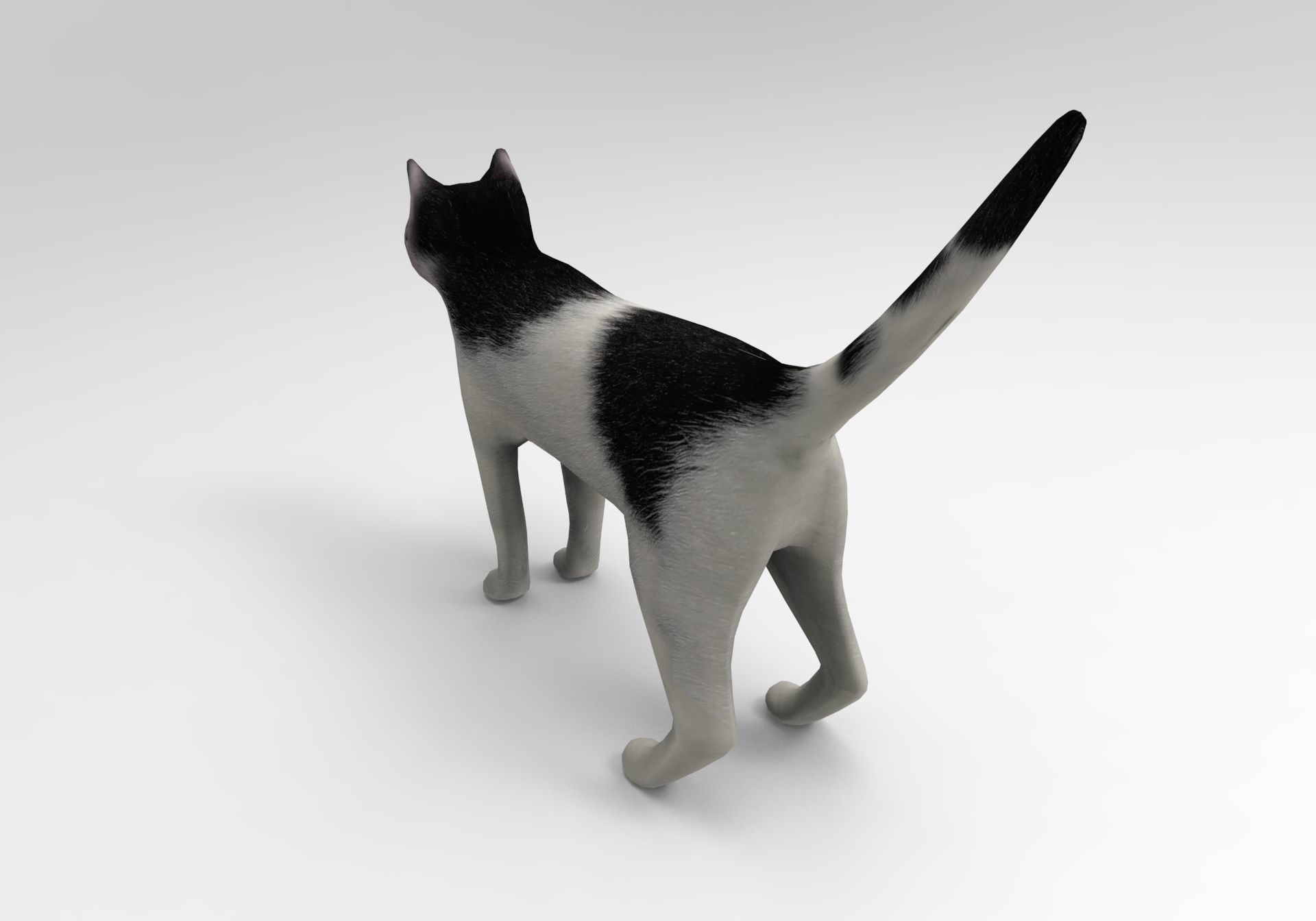 3D Cat animated Model low poly  Low-poly 3D model_13