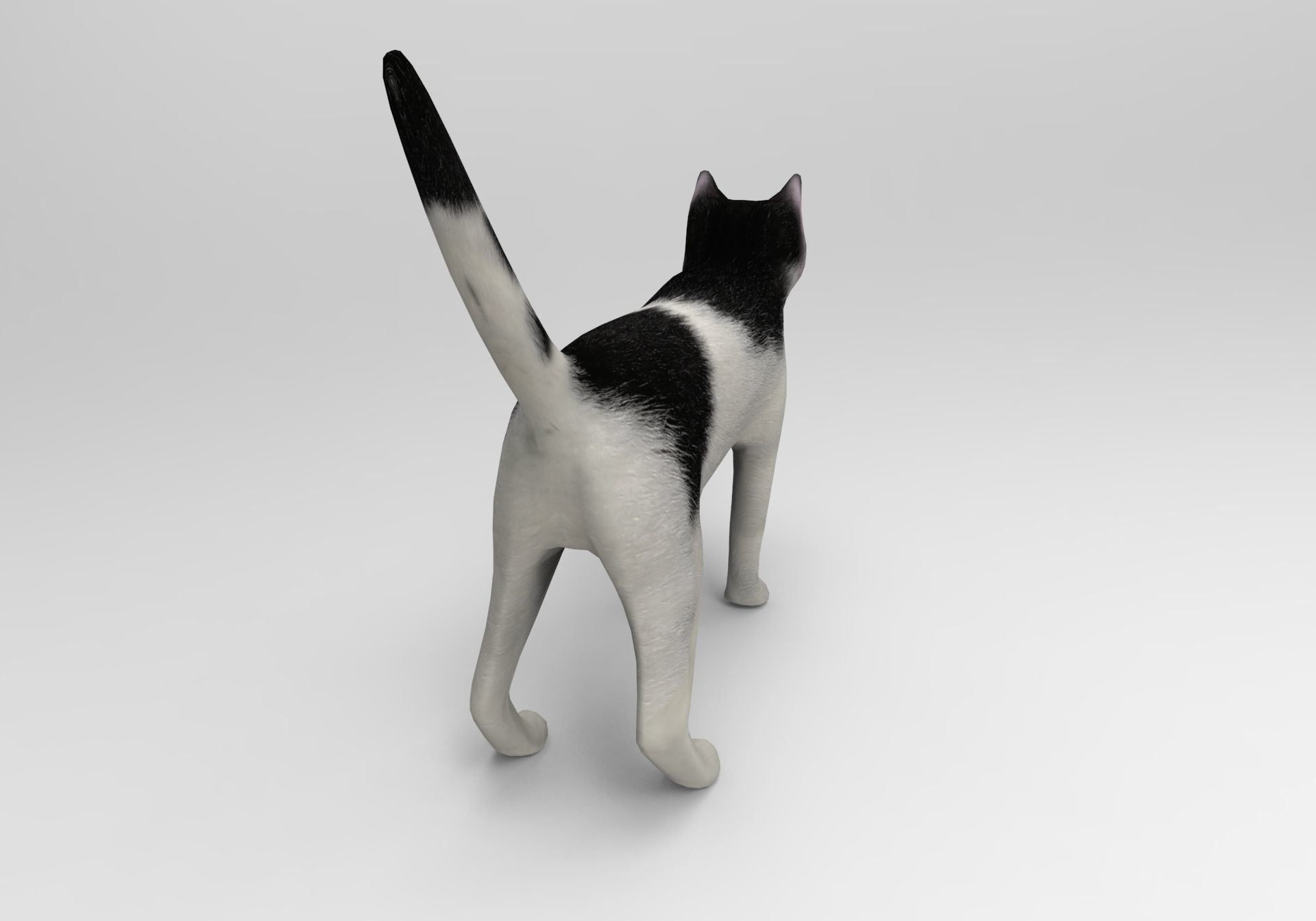 3D Cat animated Model low poly  Low-poly 3D model_9