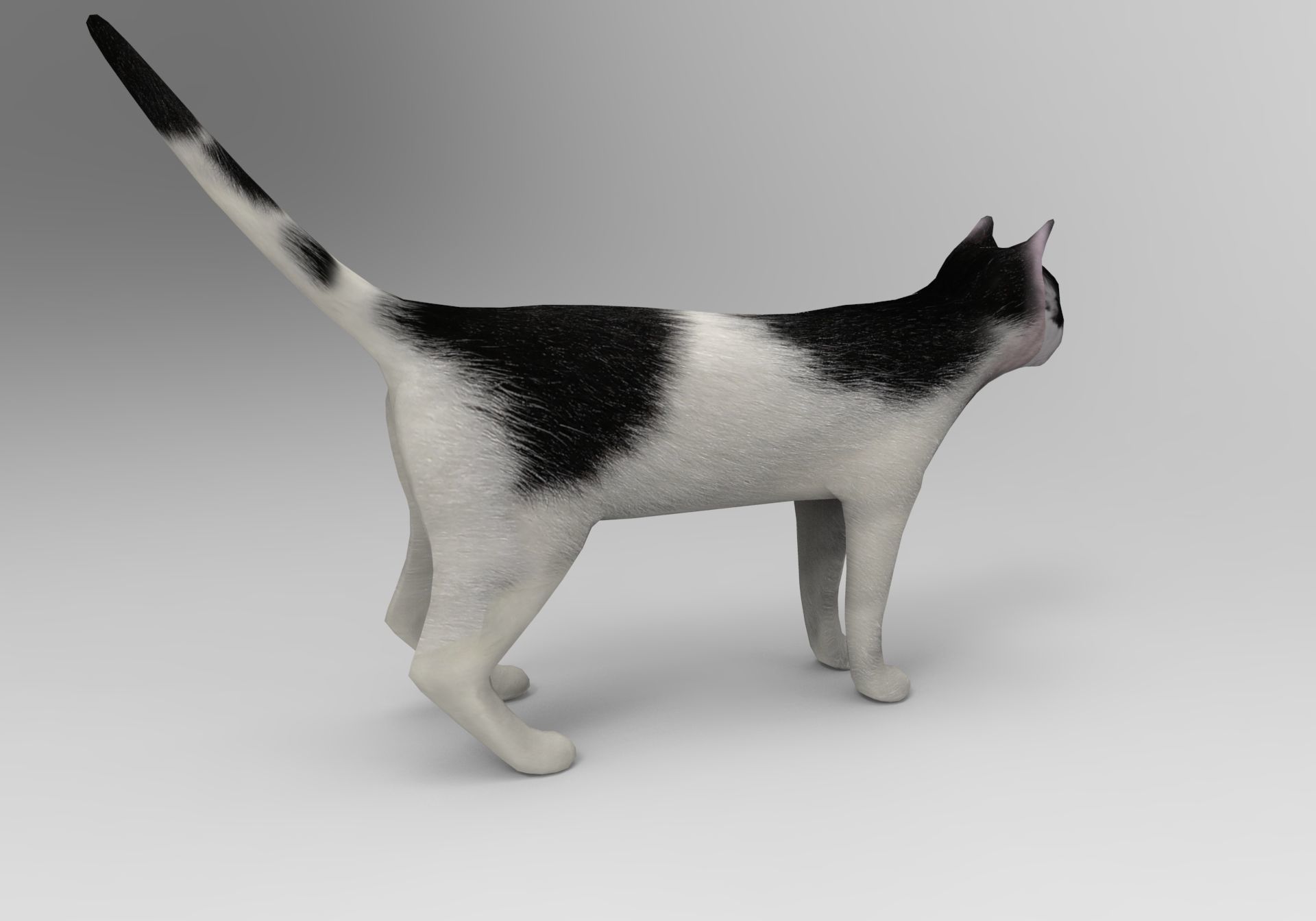 3D Cat animated Model low poly  Low-poly 3D model_11