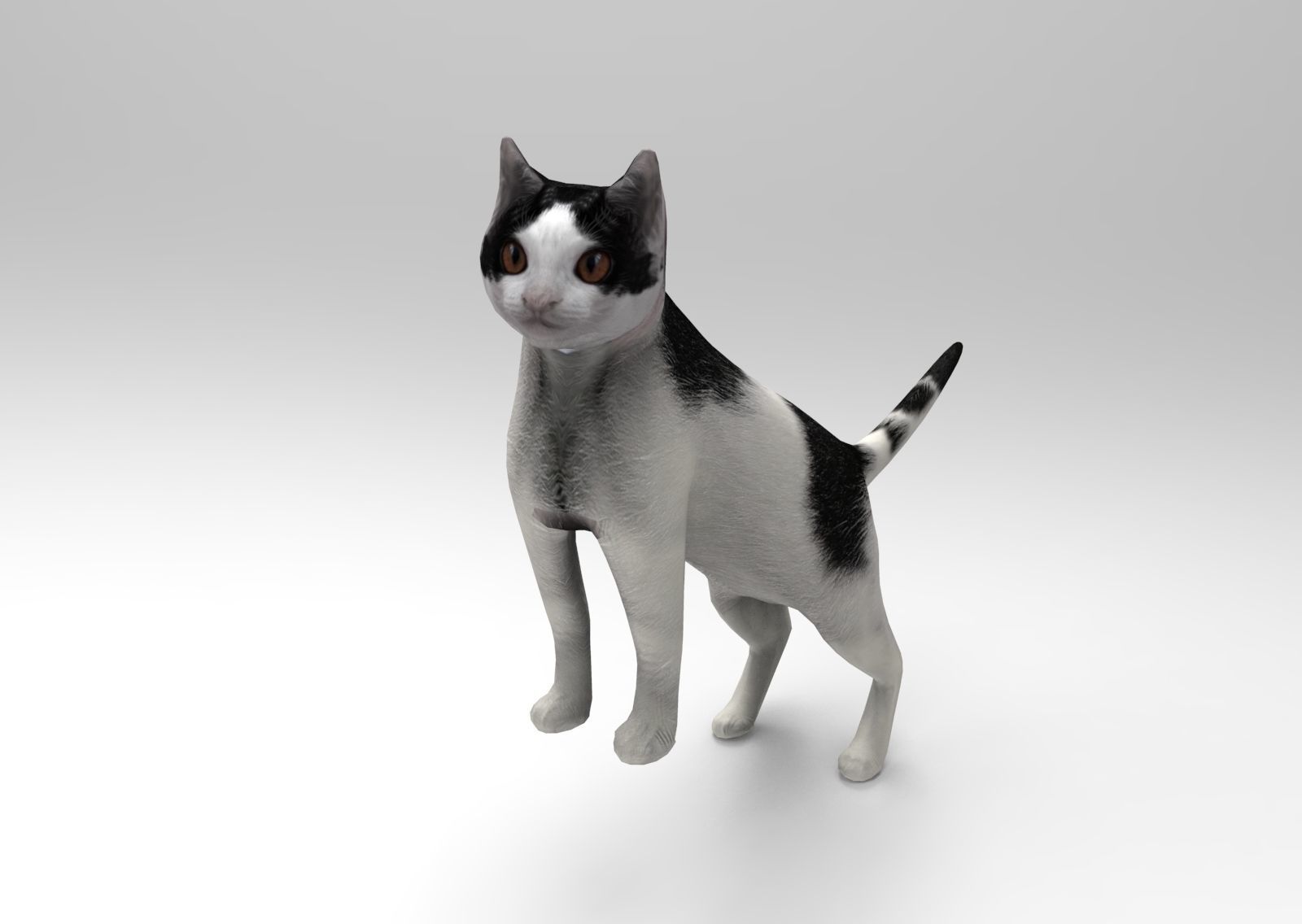 3D Cat animated Model low poly  Low-poly 3D model_2