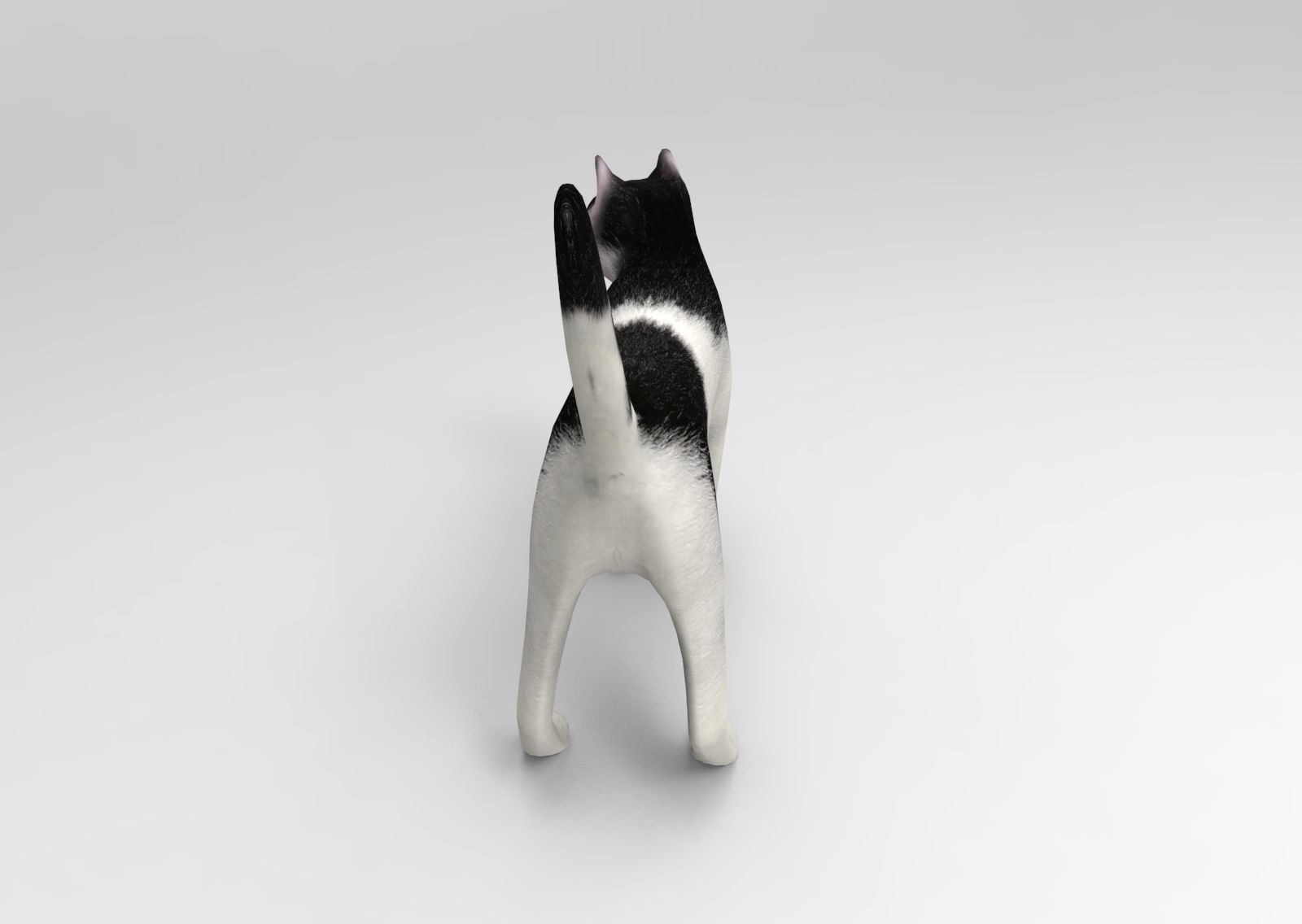 3D Cat animated Model low poly  Low-poly 3D model_3