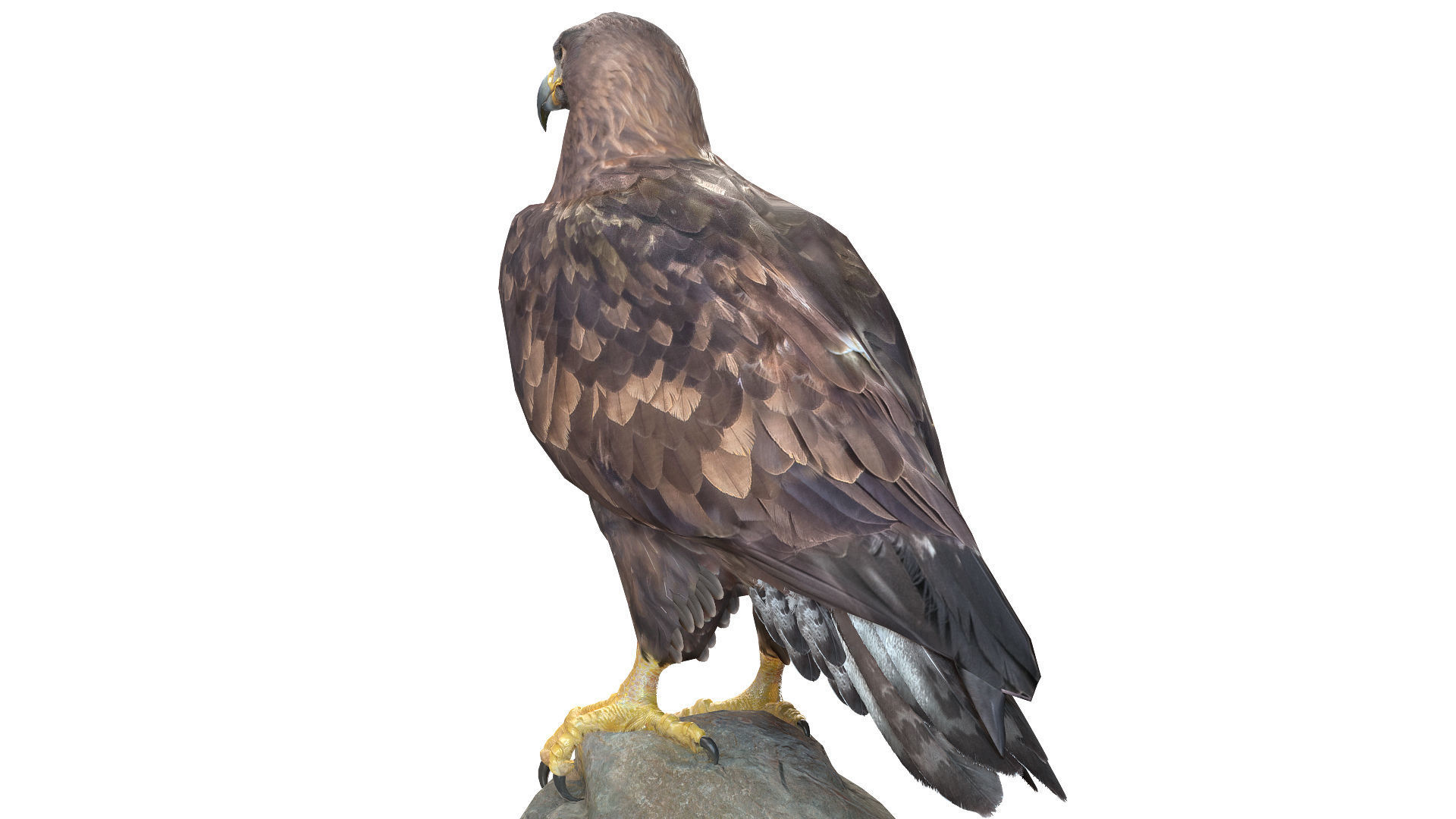 Golden Eagle Low-poly 3D model_5