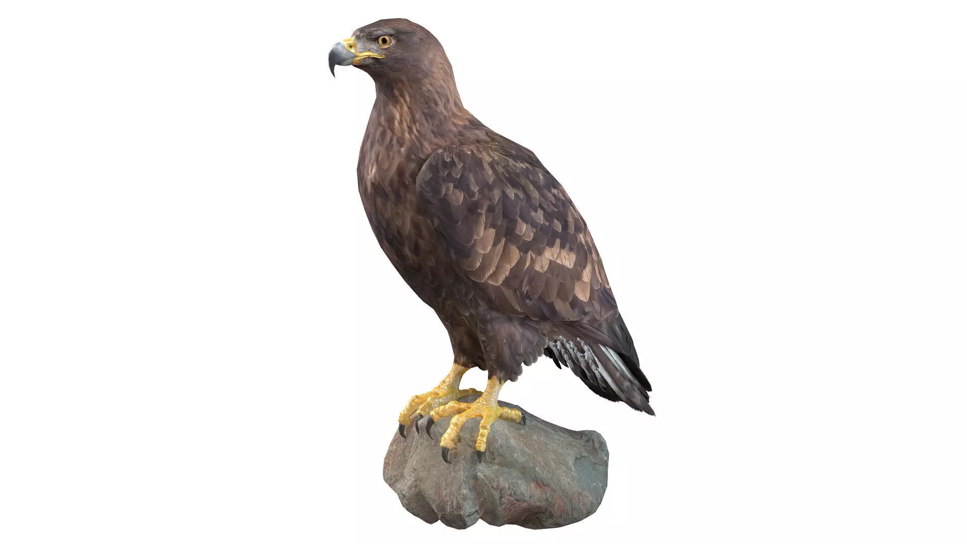 Golden Eagle Low-poly 3D model_0