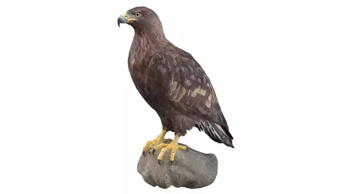 Golden Eagle Low-poly 3D model