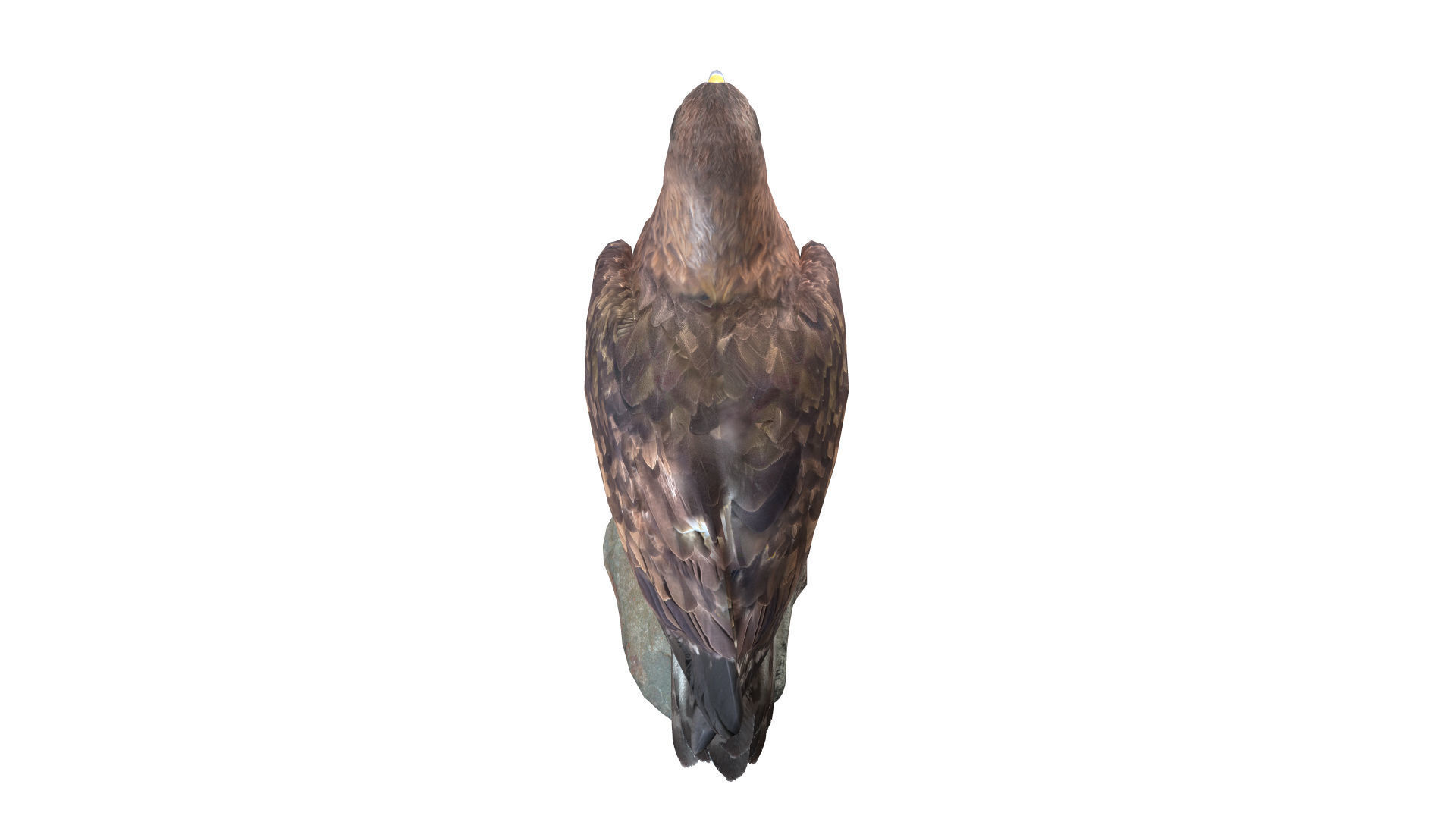 Golden Eagle Low-poly 3D model_4