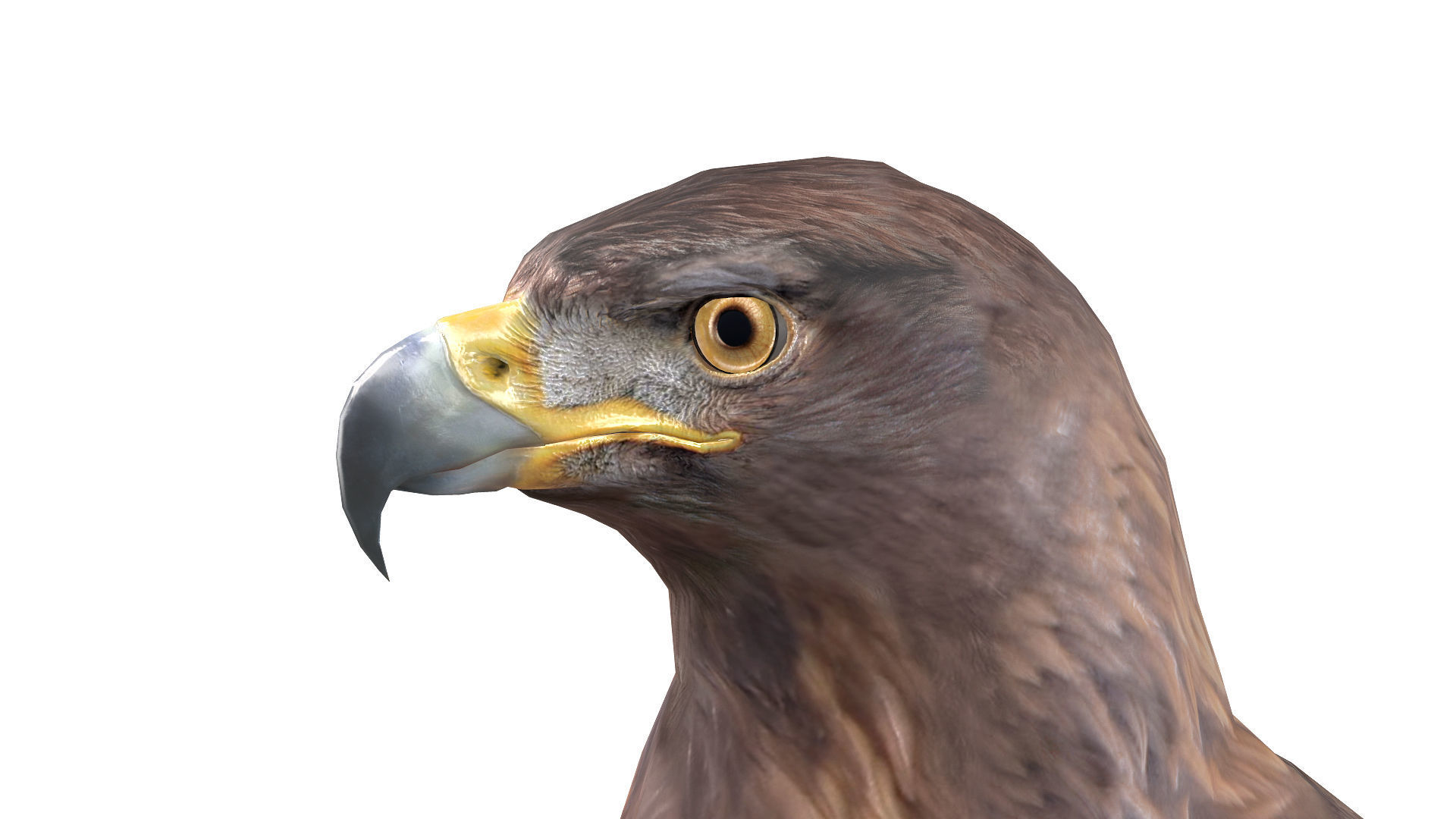 Golden Eagle Low-poly 3D model_7