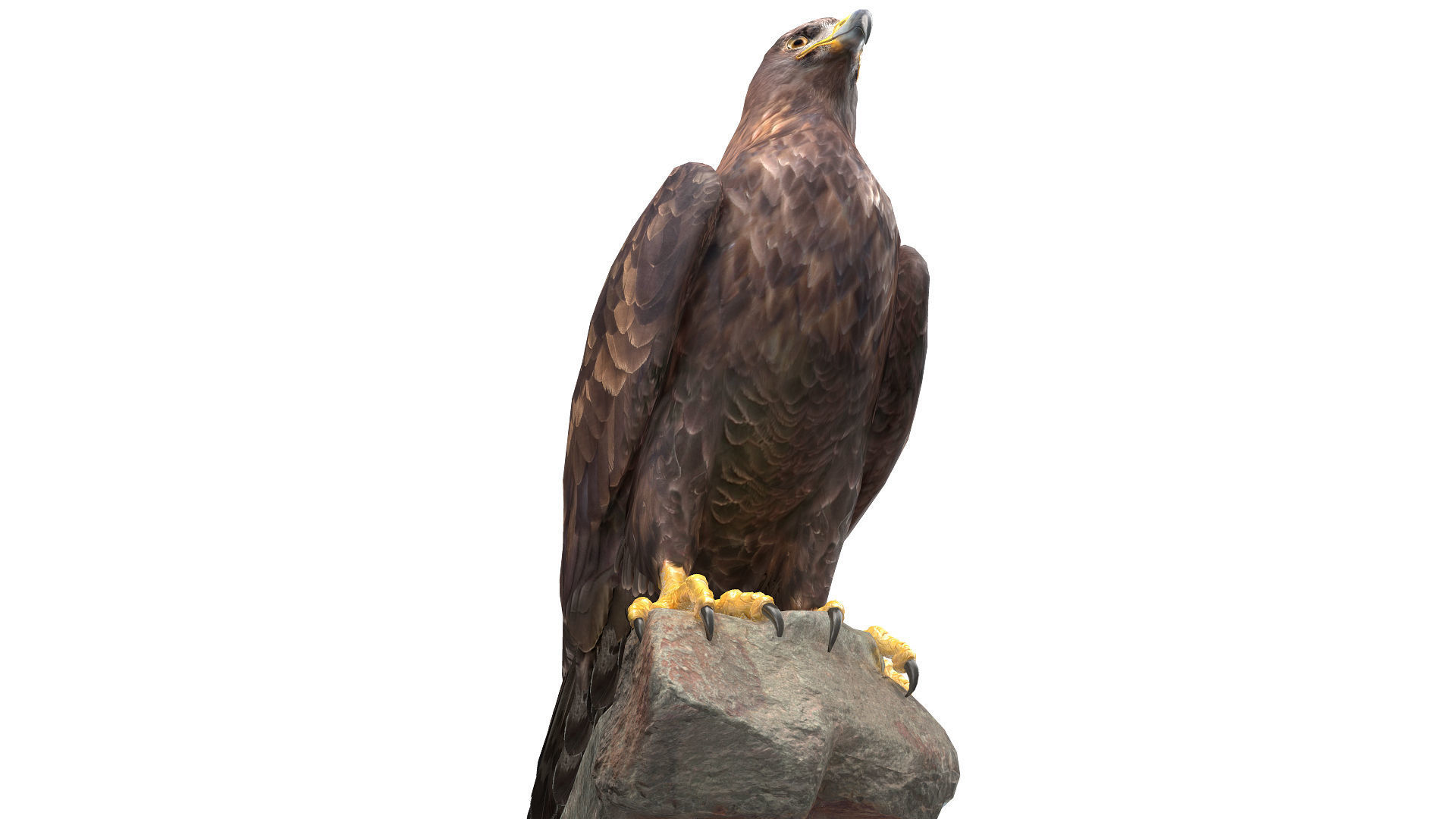 Golden Eagle Low-poly 3D model_10