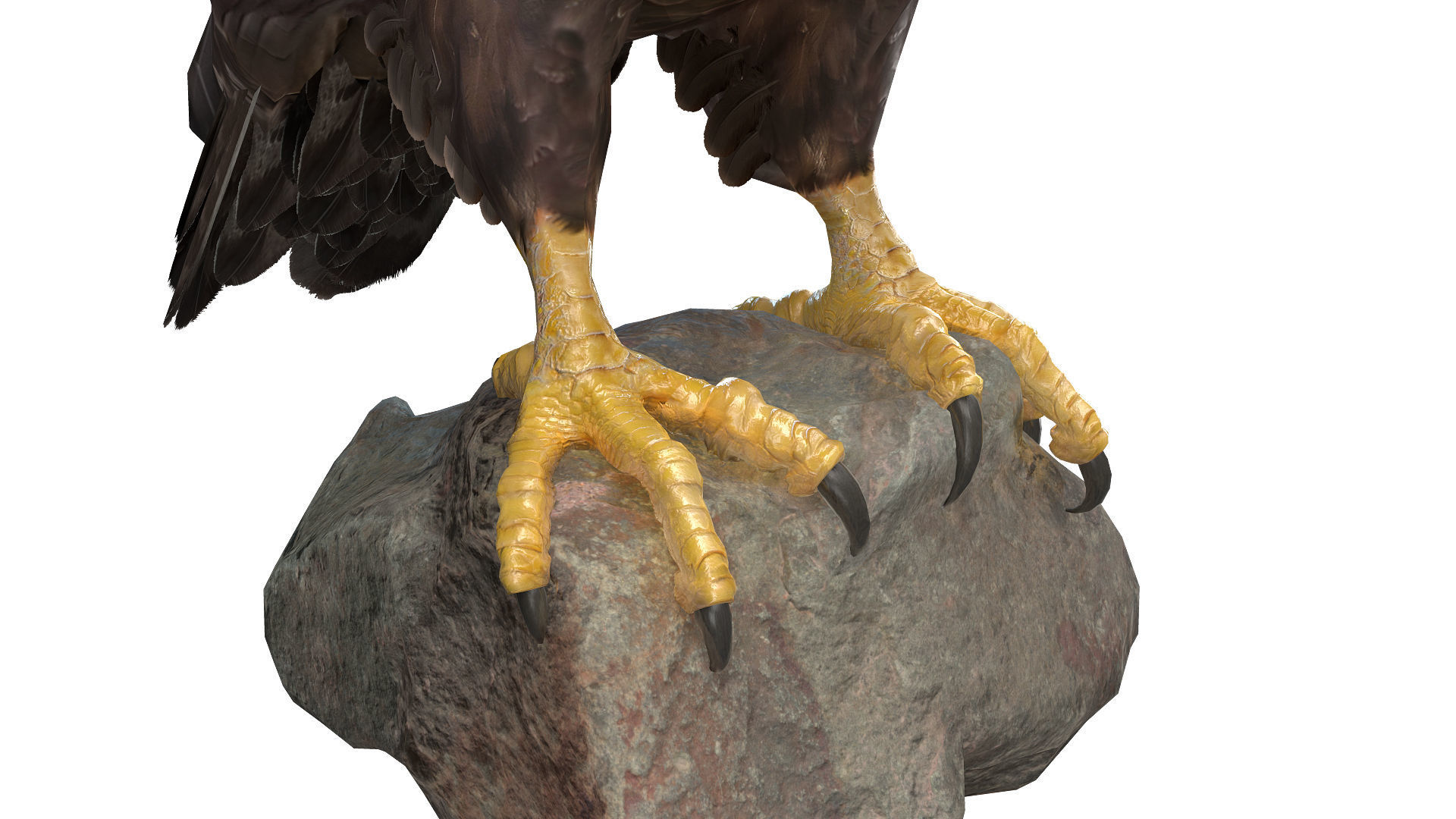 Golden Eagle Low-poly 3D model_9