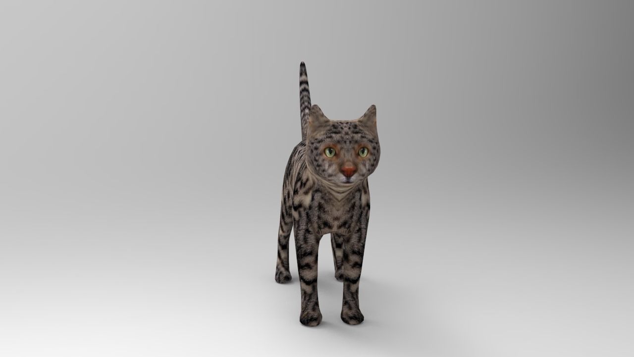 3d Cat Animated Model low poly   Low-poly 3D model_17