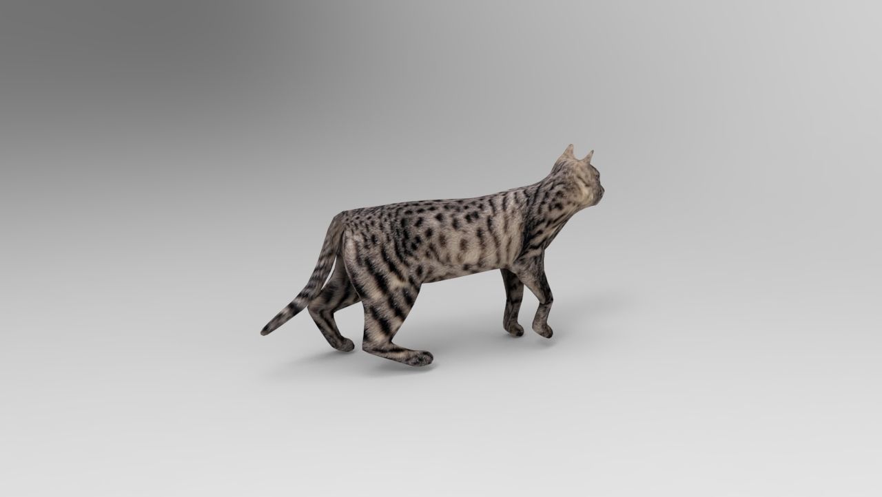 3d Cat Animated Model low poly   Low-poly 3D model_13