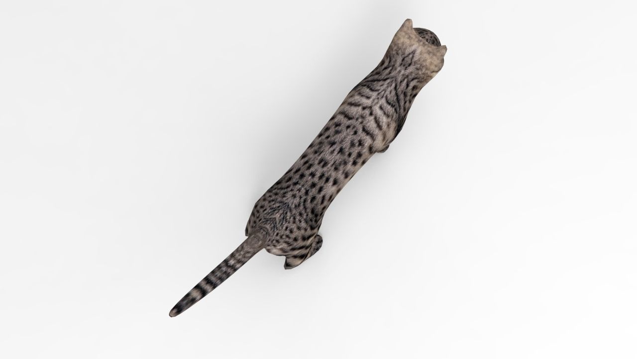 3d Cat Animated Model low poly   Low-poly 3D model_24