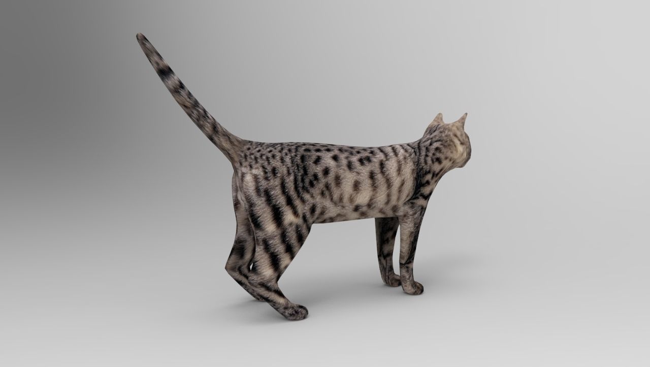 3d Cat Animated Model low poly   Low-poly 3D model_16