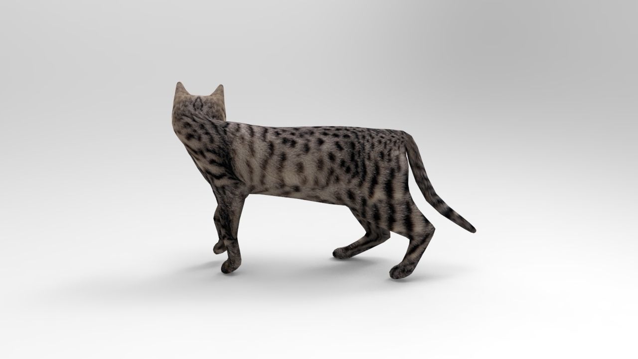 3d Cat Animated Model low poly   Low-poly 3D model_6