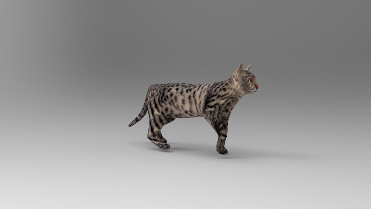 3d Cat Animated Model low poly   Low-poly 3D model_9