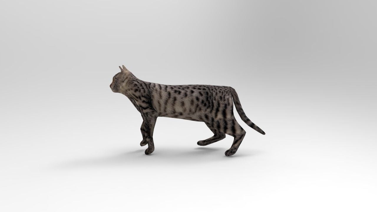 3d Cat Animated Model low poly   Low-poly 3D model_12
