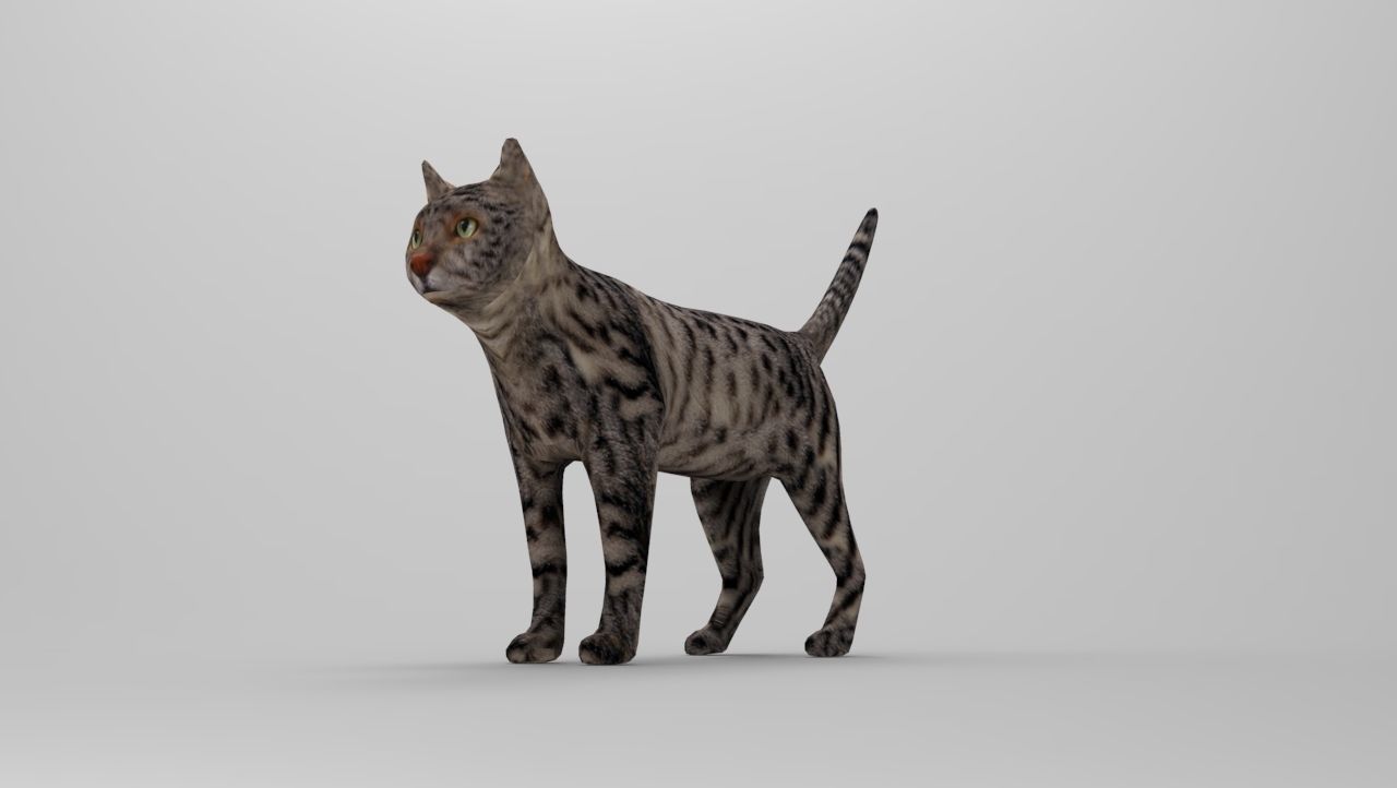 3d Cat Animated Model low poly   Low-poly 3D model_20