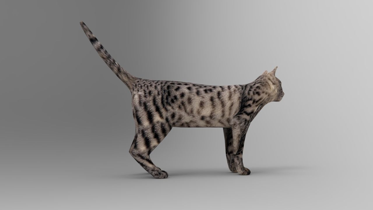 3d Cat Animated Model low poly   Low-poly 3D model_22