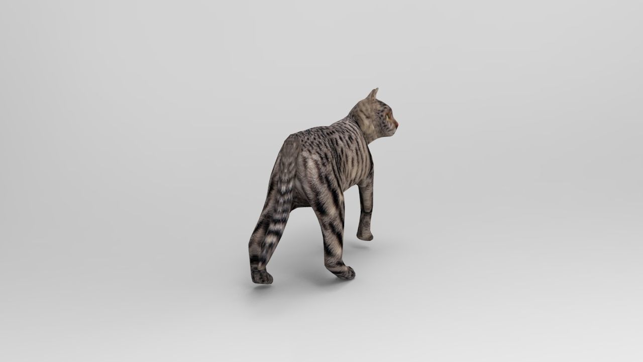3d Cat Animated Model low poly   Low-poly 3D model_7