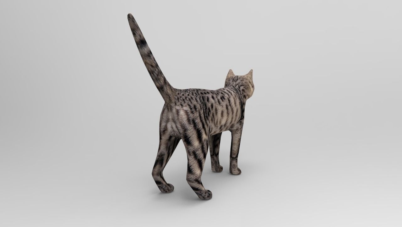 3d Cat Animated Model low poly   Low-poly 3D model_18