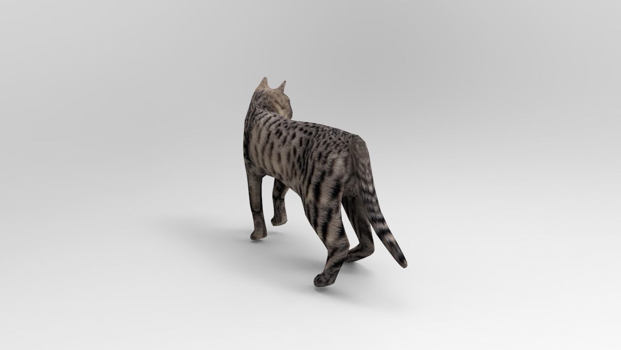 3d Cat Animated Model low poly   Low-poly 3D model_4