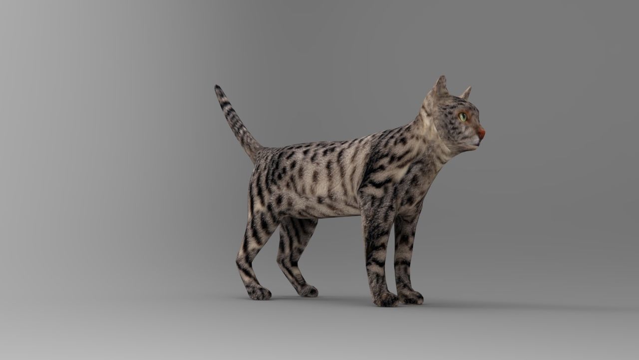 3d Cat Animated Model low poly   Low-poly 3D model_21