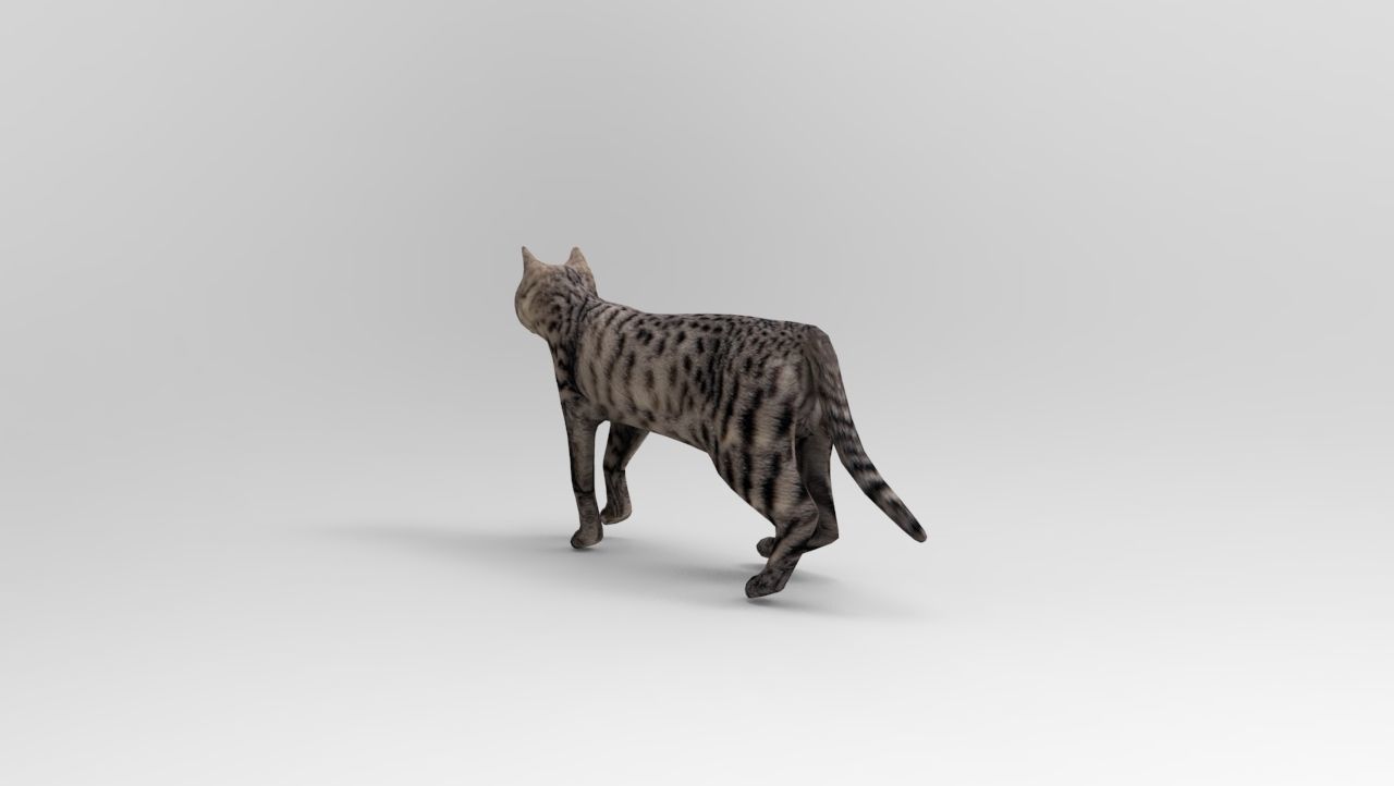 3d Cat Animated Model low poly   Low-poly 3D model_11