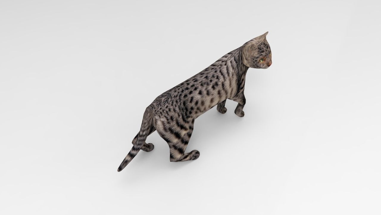 3d Cat Animated Model low poly   Low-poly 3D model_5