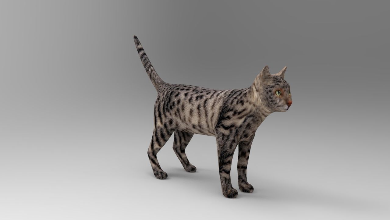 3d Cat Animated Model low poly   Low-poly 3D model_15