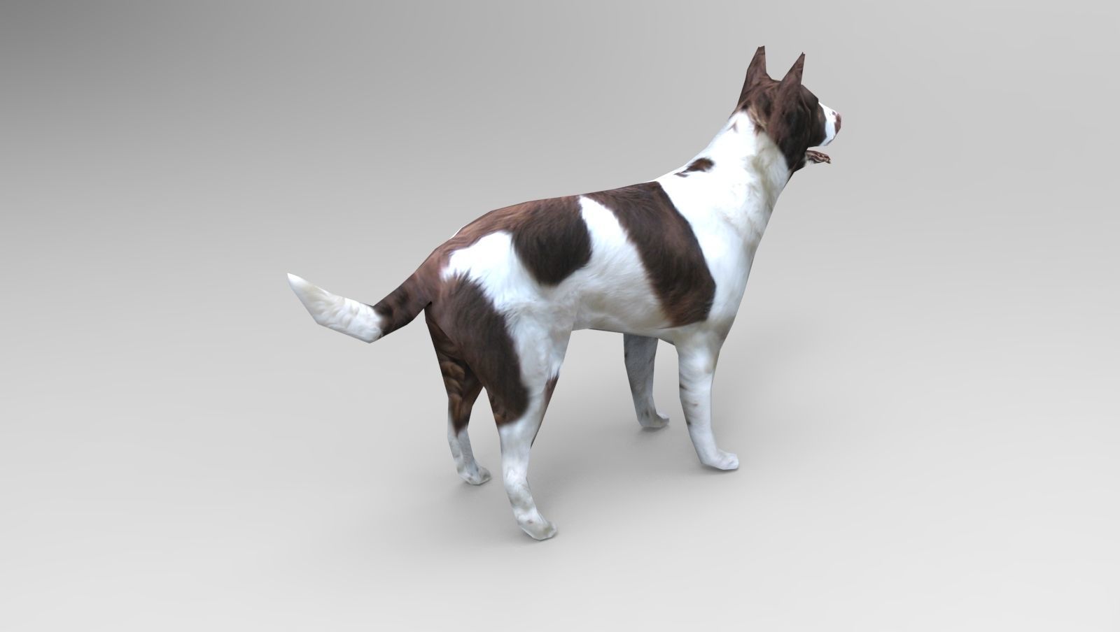 3D Dog animated low poly 3d Low-poly 3D model_8