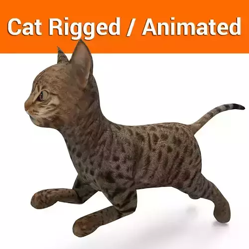 3d  Cat Animated Rigged low poly  Low-poly 3D model