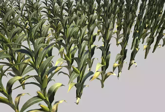 Corn plant Mais panicles cobs coltivation