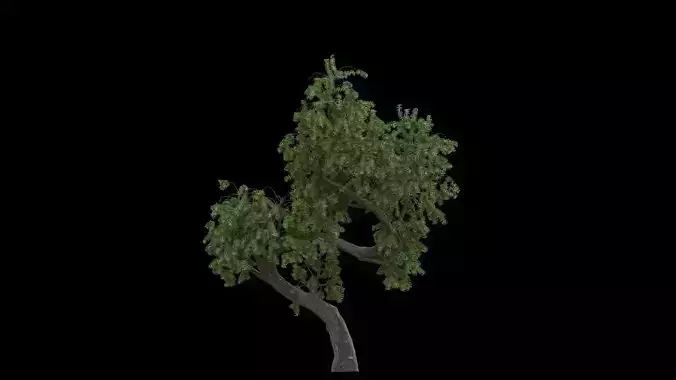 Pack x 10 Miscellaneous Trees