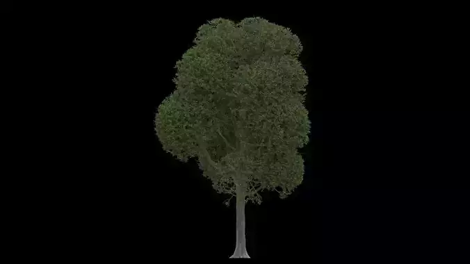 Free Tree Model x 1
