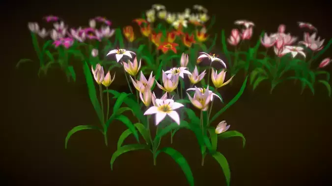 Flower Tulipa Biflora