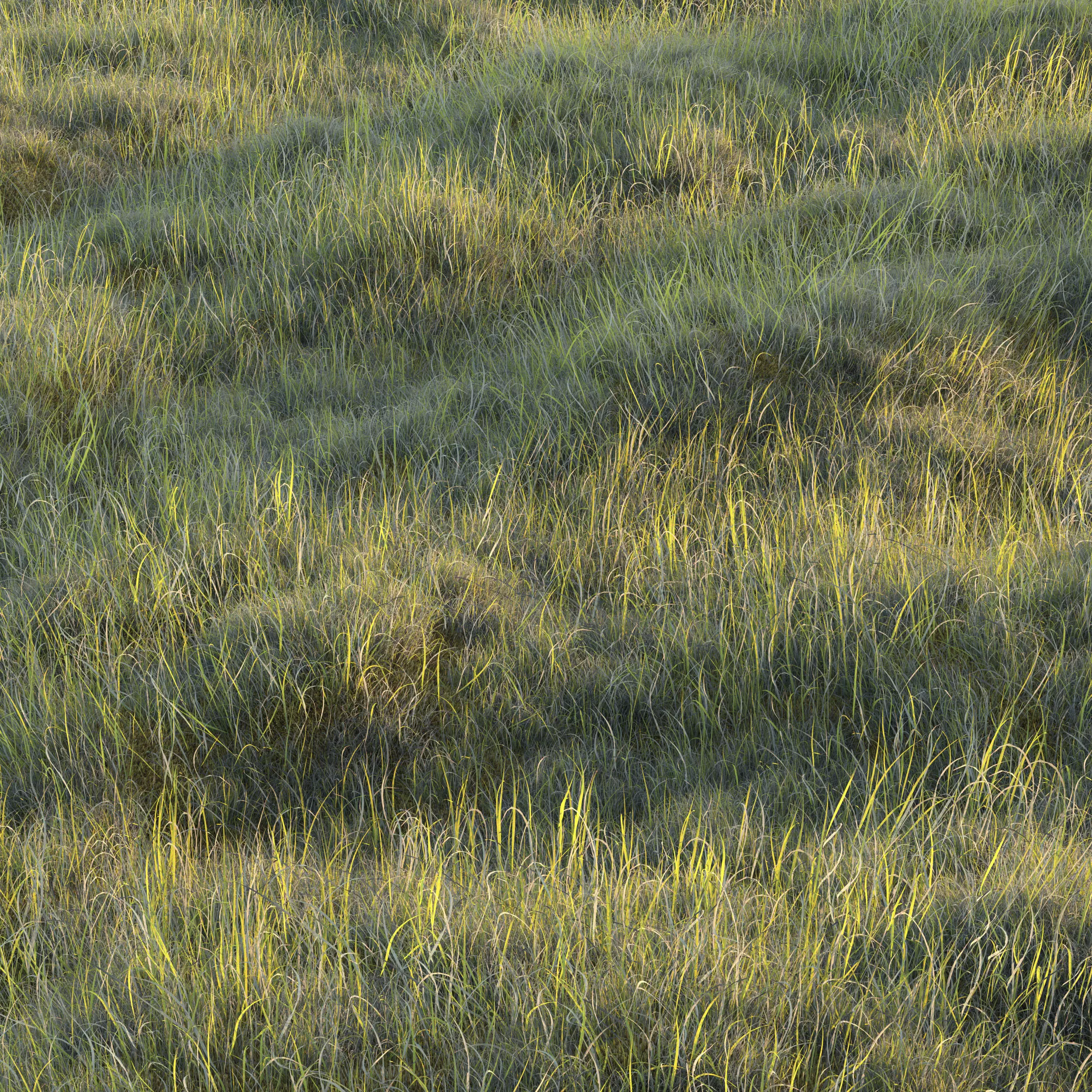 Uncut forest grass collection 01 3D model_0