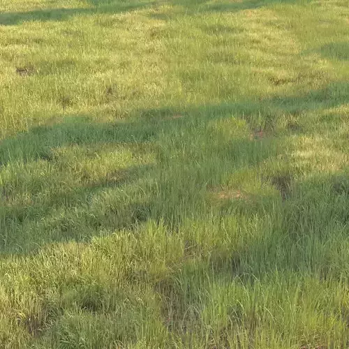 forest grass collection 02